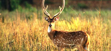 Corbett National Park