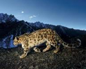 Snow Leopard Trek Tour