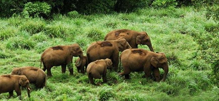 Thekkady City Info